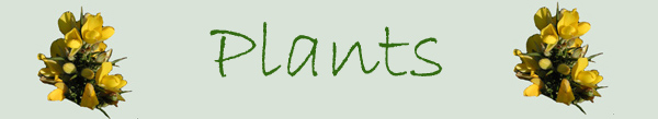 Plants